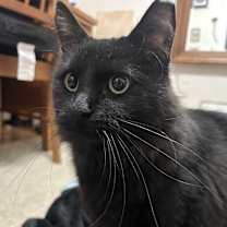 Thumbnail photo of Gomez aka Mr Fluffy #2