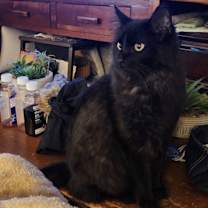 Thumbnail photo of Gomez aka Mr Fluffy #1