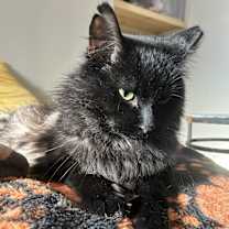 Thumbnail photo of Gomez aka Mr Fluffy #3