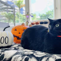 Thumbnail photo of Shadow #1