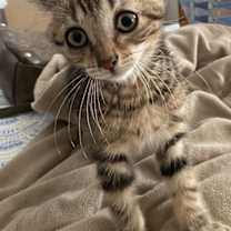 Thumbnail photo of Sketchers #1