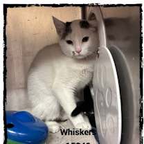 Thumbnail photo of WHISKERS #2