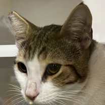 Thumbnail photo of Moscato #4