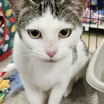 Thumbnail photo of Maple #1