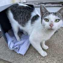 Thumbnail photo of Maple #2