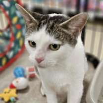 Thumbnail photo of Maple #3