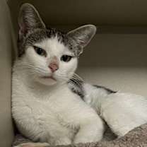 Thumbnail photo of Maple #4