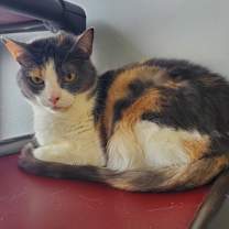 Thumbnail photo of Cloudy aka Sky #2