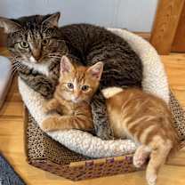 Thumbnail photo of Snickerdoodle #2