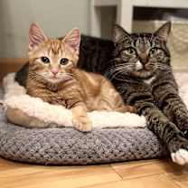 Thumbnail photo of Snickerdoodle #3