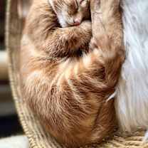 Thumbnail photo of Snickerdoodle #4