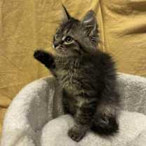 Thumbnail photo of Walnut #2