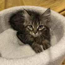 Thumbnail photo of Walnut #3