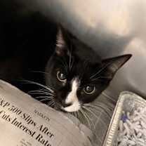 Thumbnail photo of Oreo #1