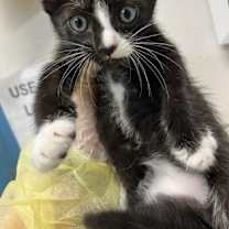 Thumbnail photo of Oreo #2