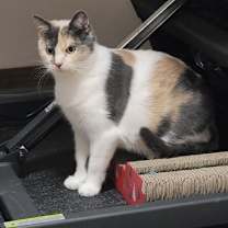 Thumbnail photo of Masala #4