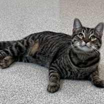 Thumbnail photo of Ollie #1