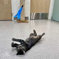 Thumbnail photo of Ollie #2