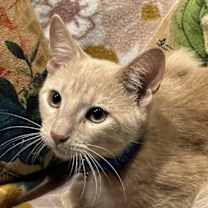 Thumbnail photo of Dewey #2