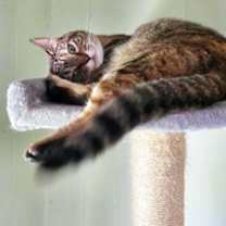 Thumbnail photo of Redstart 17 #1