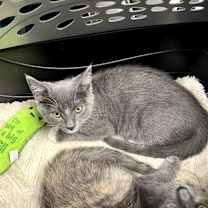 Thumbnail photo of Winter #1