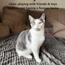 Thumbnail photo of Mayo #1