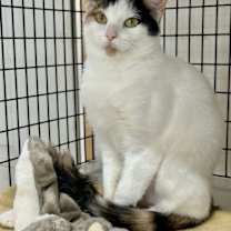 Thumbnail photo of FiFi #1