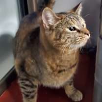 Thumbnail photo of Melia #2