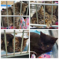 Thumbnail photo of Polar Bear #3