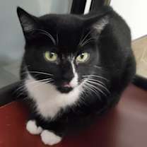 Thumbnail photo of Bagheera #1