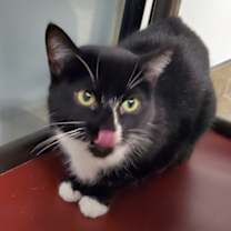 Thumbnail photo of Bagheera #2