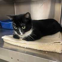 Thumbnail photo of Bagheera #3