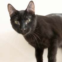 Thumbnail photo of Annabelle #1