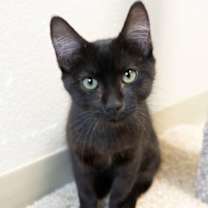 Thumbnail photo of Annabelle #2