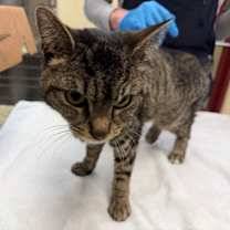 Thumbnail photo of Nibbles #3