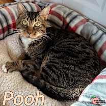 Thumbnail photo of Pooh #1