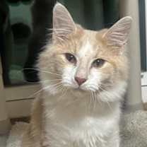 Thumbnail photo of Frodo #2