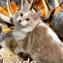 Thumbnail photo of Frodo #3