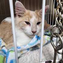 Thumbnail photo of Frodo #4