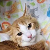 Thumbnail photo of Sam Wise #3