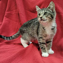 Thumbnail photo of Bootsy #1