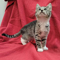 Thumbnail photo of Bootsy #2