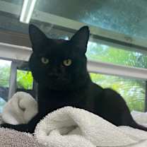 Thumbnail photo of Leo #2