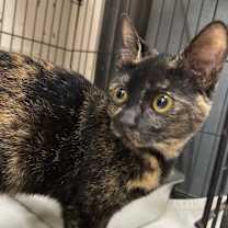 Thumbnail photo of Pearl #2