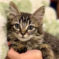 Thumbnail photo of Charlotte II #3