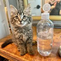 Thumbnail photo of Charlotte II #4