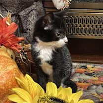 Thumbnail photo of Elmo #2