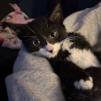 Thumbnail photo of Elmo #4