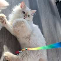 Thumbnail photo of Little Fox #4