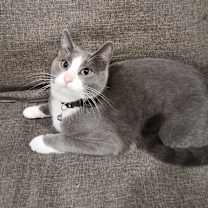 Thumbnail photo of Gracie #1